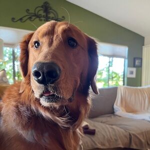 Meet your Posher, Roscoe P.